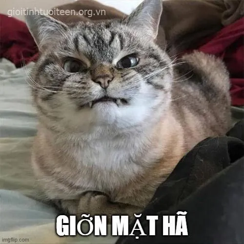 Ảnh vui mèo tức giận tái hiện cơn stress giữa tuần