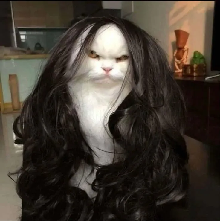 Khi mèo giận dữ lại khiến dân mạng cười lăn vì quá giống con người