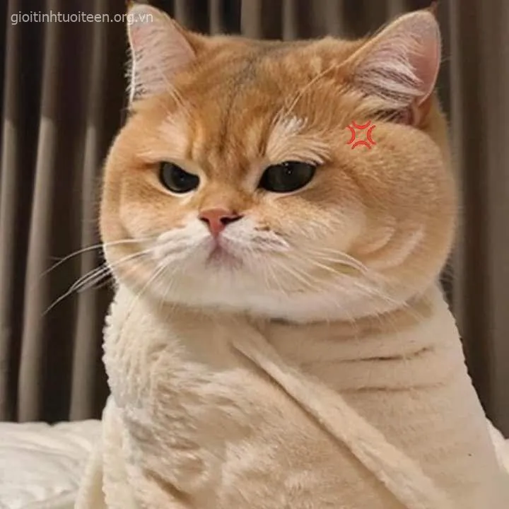 Meme vui mèo cau có khiến cộng đồng thú cưng thích mê