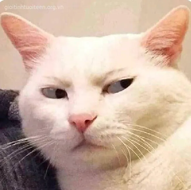 Ảnh troll mèo khó chịu nhưng vẫn có nét duyên lạ