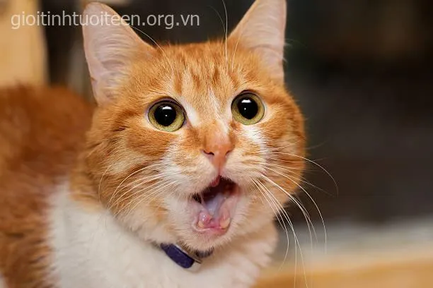 Meme chế mèo “đơ như tượng” giữa ánh sáng lạnh.