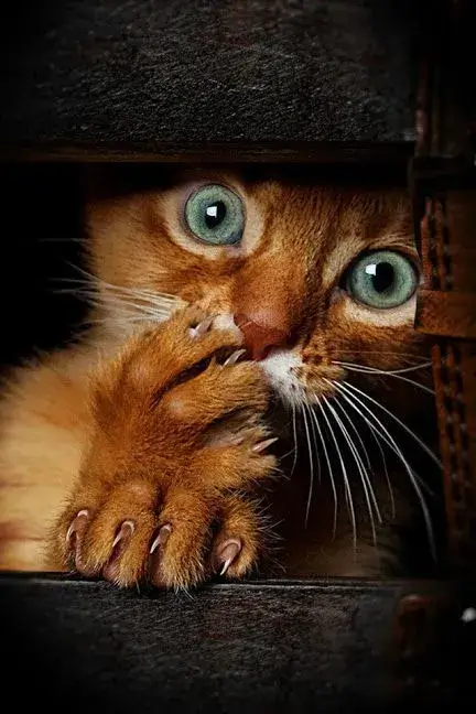 Ảnh chế mèo lông ngắn biểu cảm khó đỡ quá trời.