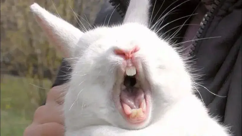 Hình chế mèo bất ngờ khi bí mật bị lộ ra.