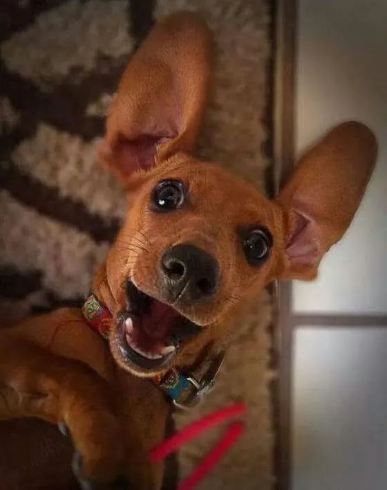 Hình ảnh chó há hốc mồm, biểu cảm sửng sốt