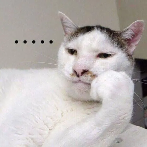 Mèo ngơ ngác ánh mắt long lanh, gương mặt trắng bệch