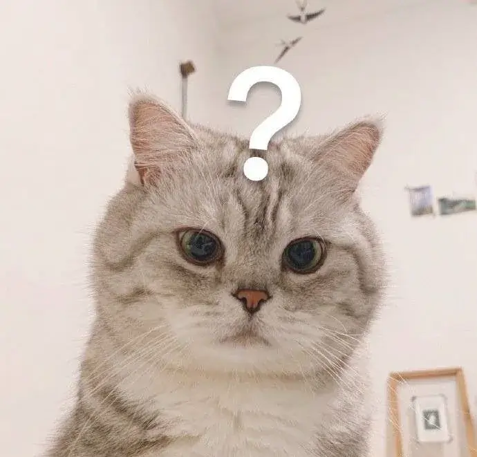 Mèo bất ngờ và biểu cảm khiến cả cộng đồng mạng không thể quên