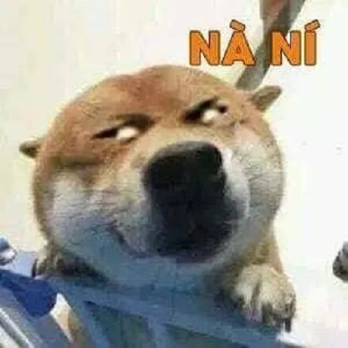 Hình ảnh chó Shiba giật mình ánh mắt sáng rực cực nhây