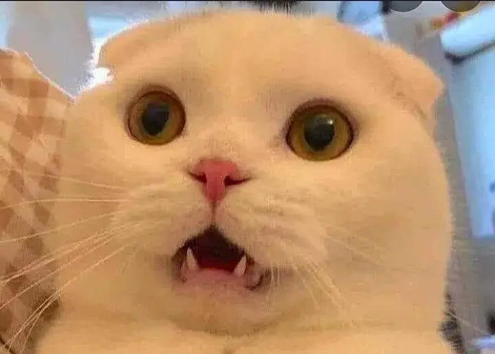 Biểu cảm sốc mèo gương mặt nghiêm trọng, ánh mắt trống