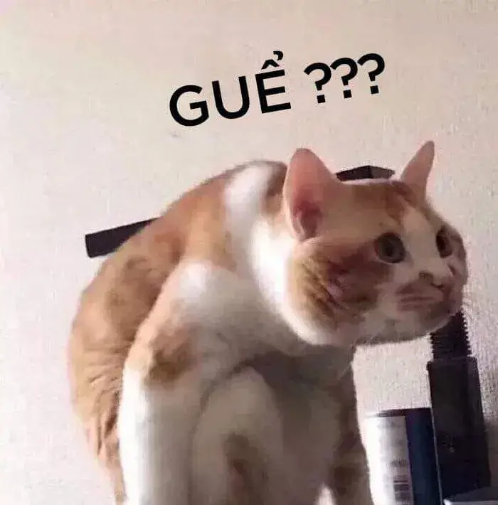 Mèo choáng váng ánh mắt tròn xoe, gương mặt troll