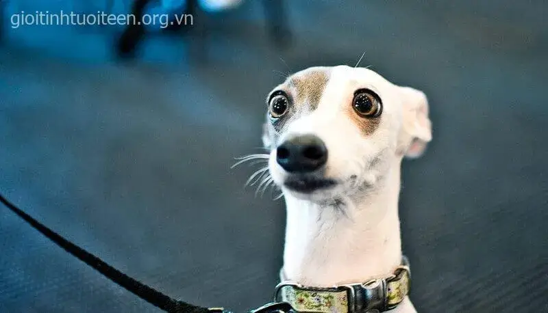 Hình chế chó trắng há hốc mồm, dáng người cực hài