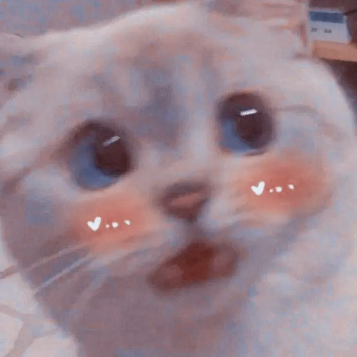 Mèo giật mình gương mặt tái mét, dáng người hoang mang