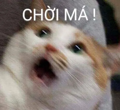 Hình ảnh mèo sốc há mồm trông cực kỳ quê độ