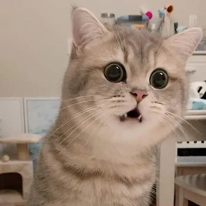 Mèo sửng sốt ánh mắt thất thần, gương mặt cực nhây