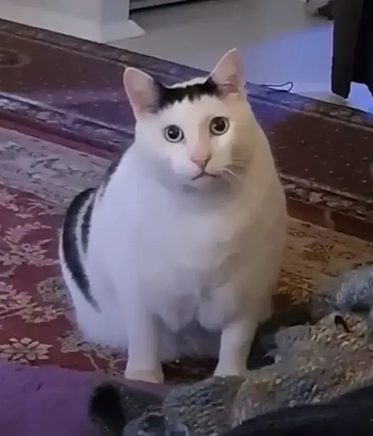 Hình chế mèo bất ngờ ánh mắt long lanh buồn