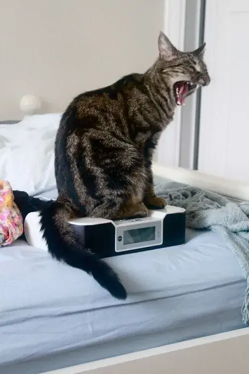 Ảnh meme mèo sợ hãi tạo trend khắp TikTok nhờ biểu cảm không thể đỡ