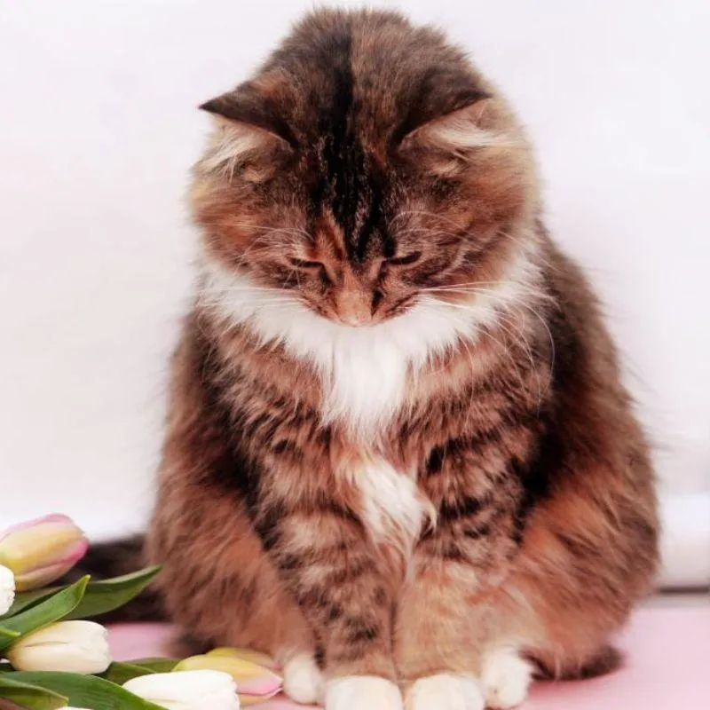 Ảnh chế vui mèo sụt sùi khiến ai cũng thương