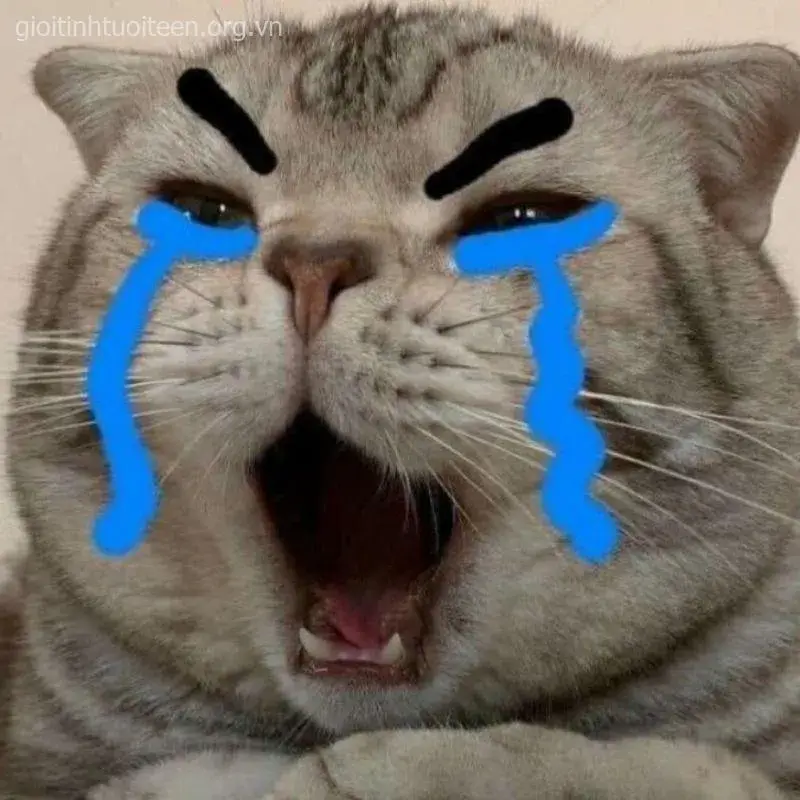 Ảnh troll mèo khóc nhìn mà thấy mềm lòng