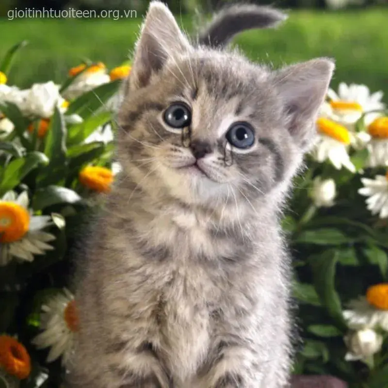 Meme chế mèo bi lụy pha chất tự giễu