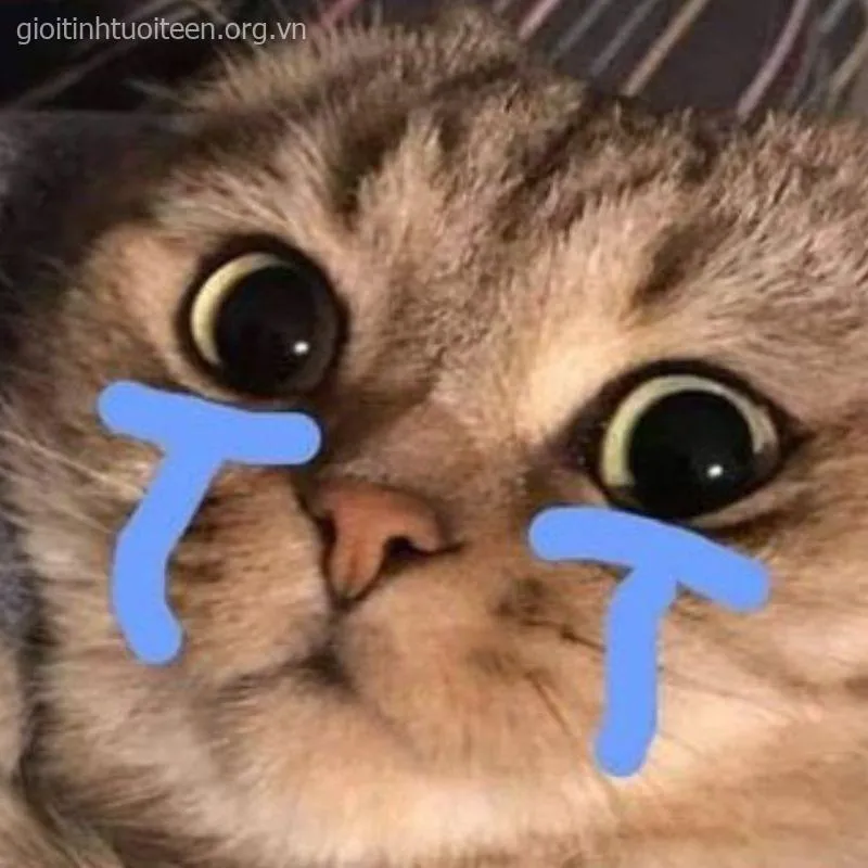 Hình chế mèo khóc nhẹ kiểu “tôi ổn mà”