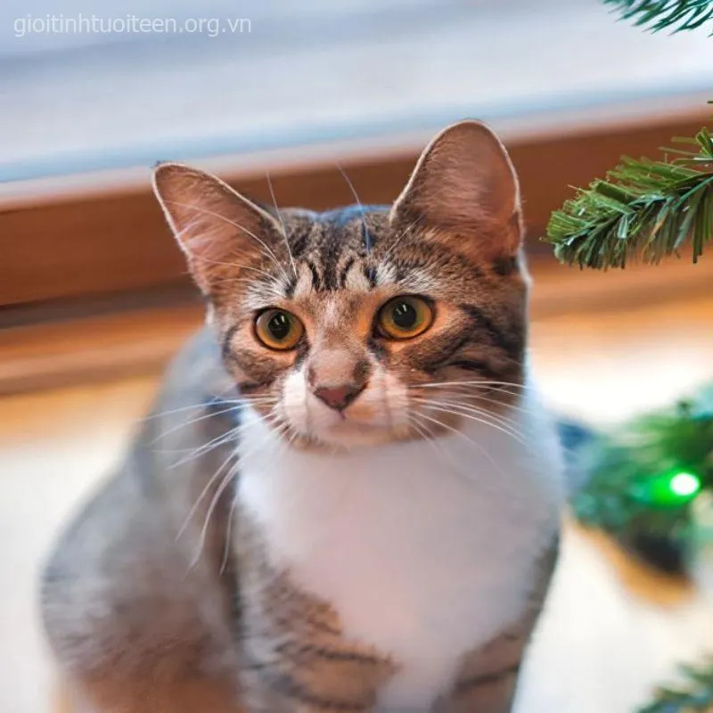 Meme mèo tủi thân kèm caption “khóc cho vui”