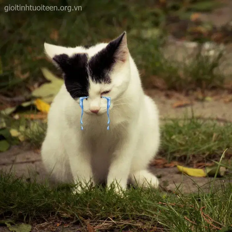 Ảnh chế mèo biểu cảm “tôi ổn” đầy xót xa