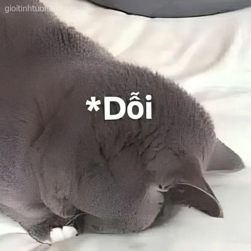 Ảnh vui mèo khóc giả trân cực viral