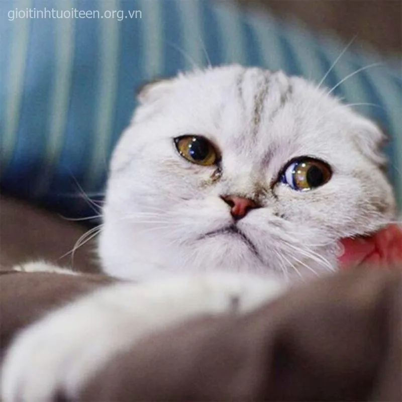 Meme chế mèo đau khổ pha trò cực bắt trend