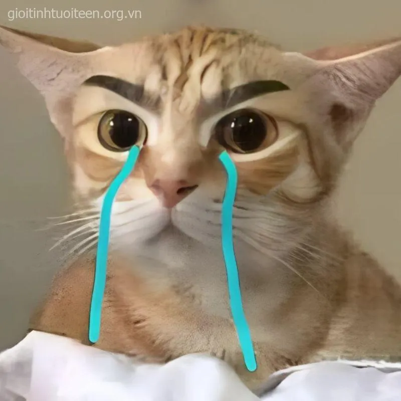 Meme mèo khóc khiến ai xem xong cũng vừa thương vừa buồn cười