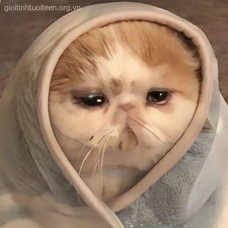 Bộ sưu tập meme mèo khóc lóc “giả trân” hot nhất mạng xã hội