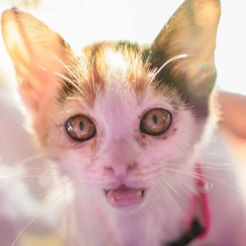 Khi meme mèo khóc trở thành biểu tượng “nỗi buồn đáng yêu”