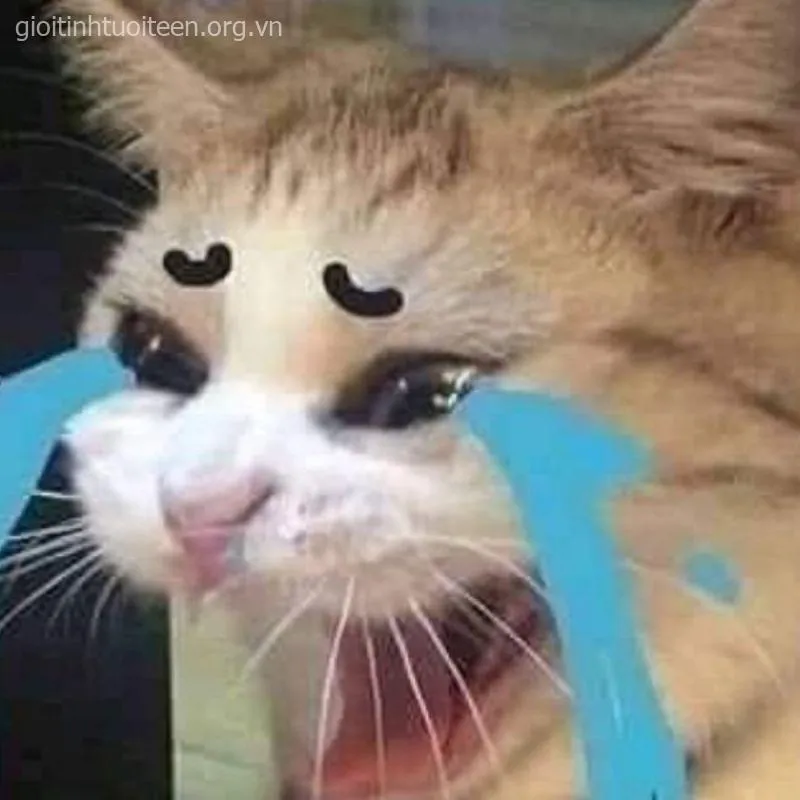 Meme mèo khóc thút thít nhìn mà chỉ muốn ôm một cái