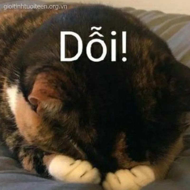 Meme mèo khóc huhu với biểu cảm tội nghiệp không thể đỡ nổi