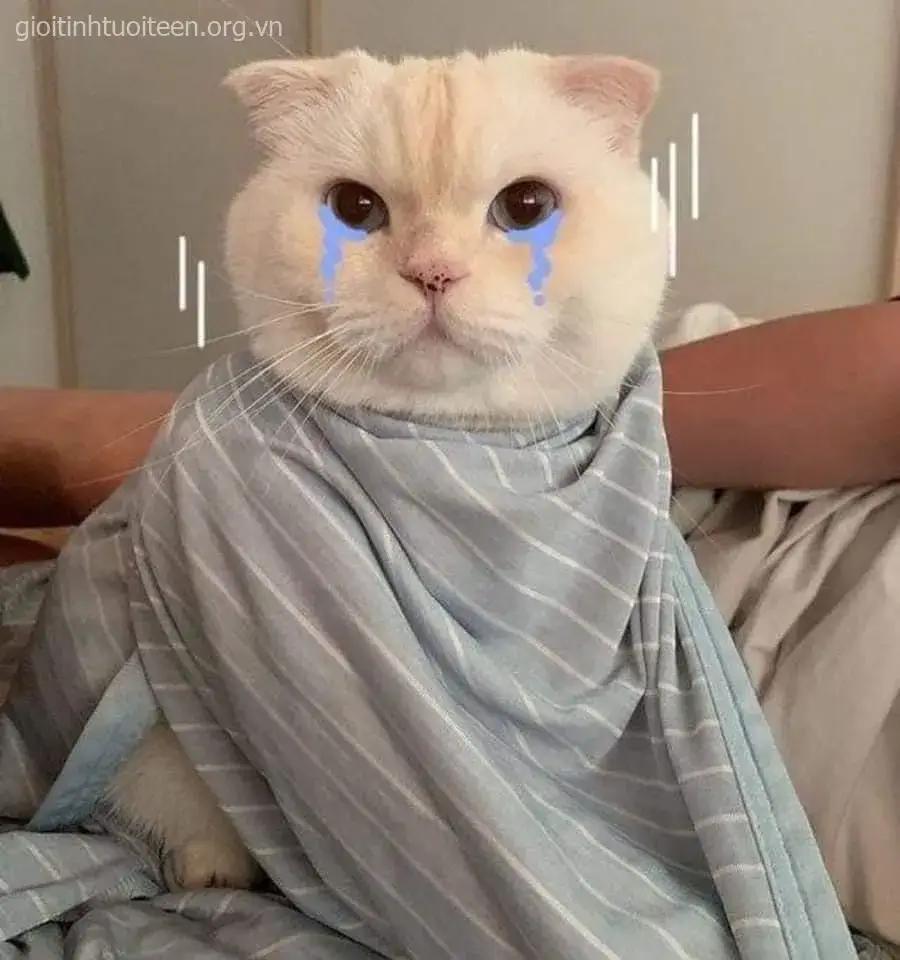 Ảnh vui mèo u sầu với vibe yếu mềm