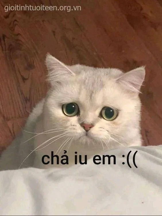 Meme mèo khóc và những pha than vãn “hết nước chấm” của boss