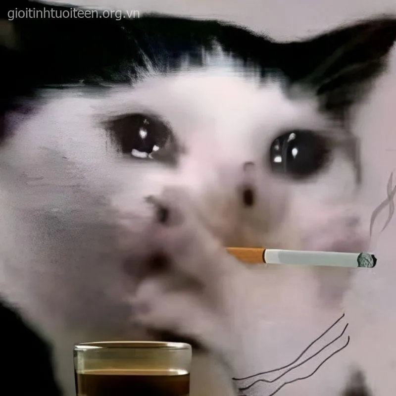 Top meme mèo khóc lóc dễ thương khiến ai cũng muốn an ủi