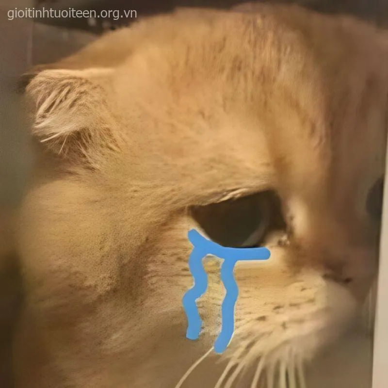 Meme mèo đỏ hoe được cộng đồng chia sẻ khắp nơi