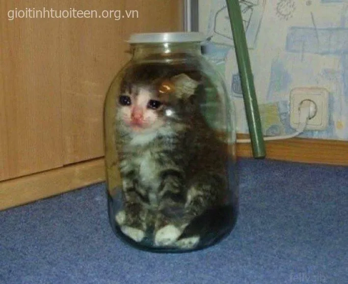 Meme hài mèo bi thương nhưng khiến ai cũng cười