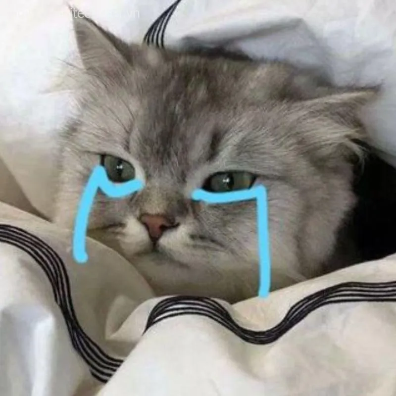Ảnh chế vui mèo khóc nhẹ nhìn thương phát khóc