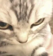 9 Meme mèo liếc mắt viral mạng xã hội vì biểu cảm “tôi không ưa ai hết”