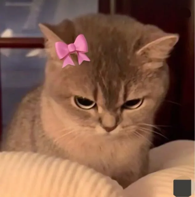 Meme hài mèo liếc mắt phản ứng với bạn thân