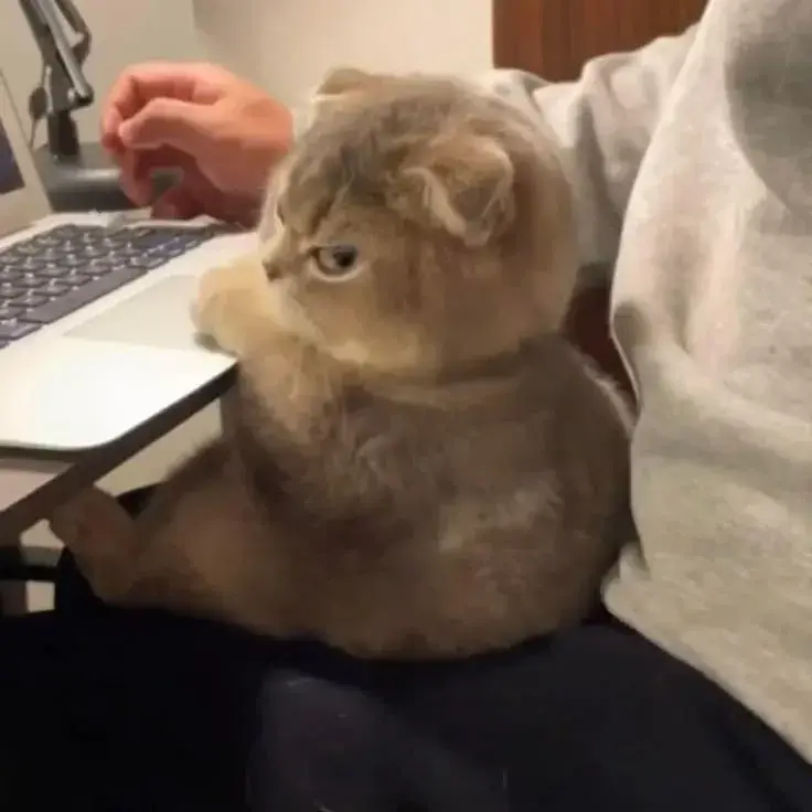 3 Mèo liếc mắt và sức mạnh biểu cảm không cần lời trong thế giới meme