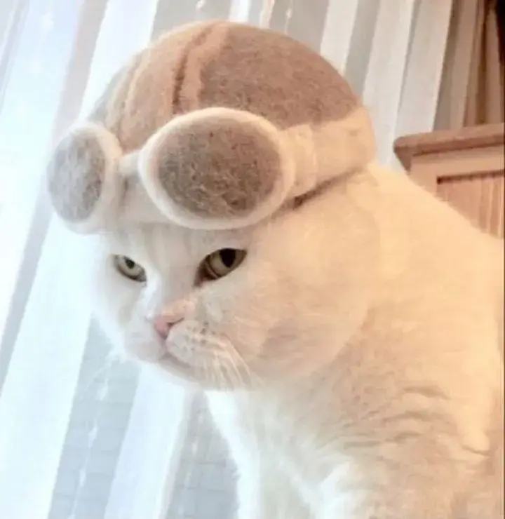 2 Ảnh vui mèo lườm thể hiện thái độ khó ở