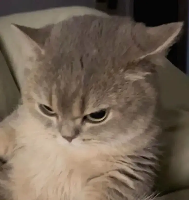 1 Vì sao meme mèo liếc mắt TikTok lại lan nhanh đến vậy?