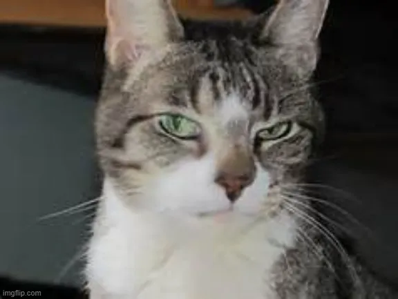 11 Ảnh meme mèo lườm mắt: biểu cảm khó ở nhưng vẫn đáng yêu lạ kỳ