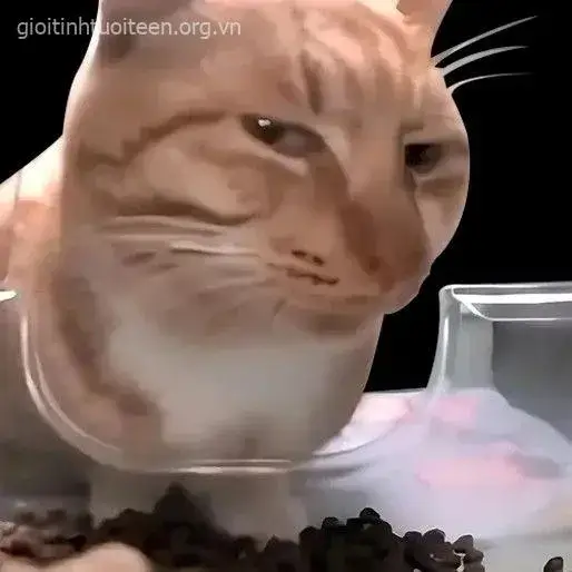 8 Ảnh troll mèo lườm khinh khỉnh nhìn đời vô cảm