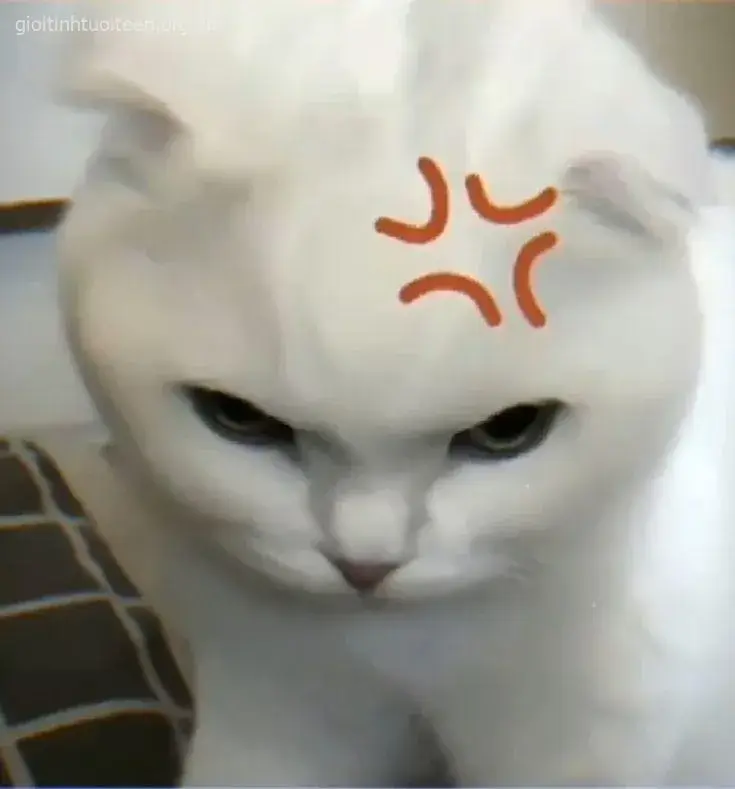 7 Meme mèo liếc mắt gắt nhẹ nhưng cực buồn cười