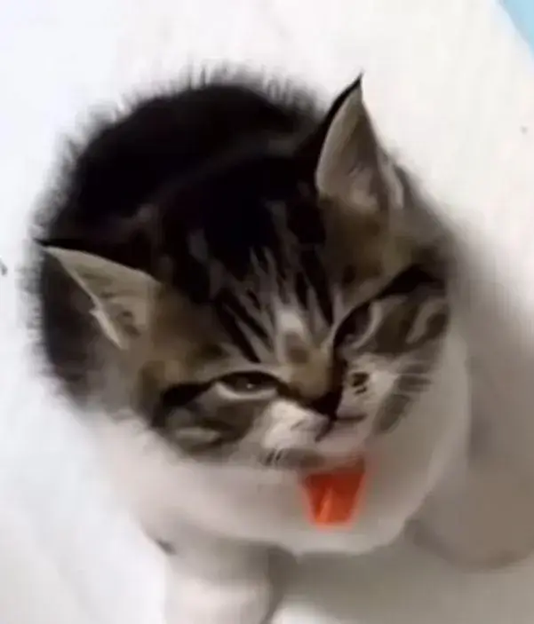 6 Cơn sốt meme mèo liếc mắt khiến dân mạng vừa cười vừa thấy mình trong đó