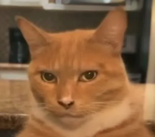 5 Ảnh chế mèo cau có nhìn ngang nhìn dọc siêu gắt