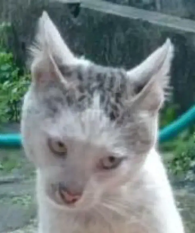 19 Meme mèo liếc mắt phản ánh hoàn hảo mood “ghét mà vẫn sang”