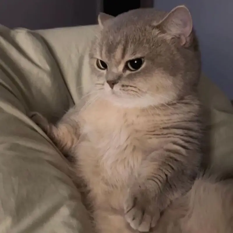 18 Hình chế vui mèo mướp liếc lạnh tanh cực đỉnh